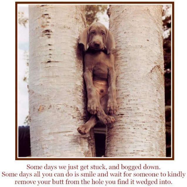 dog-stuck-in-trees-funny-sayings - 33