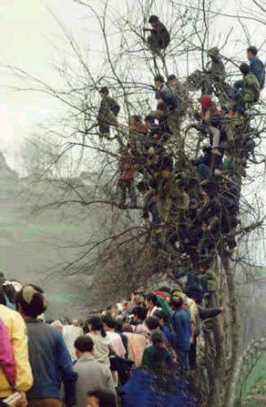 Children in the tree